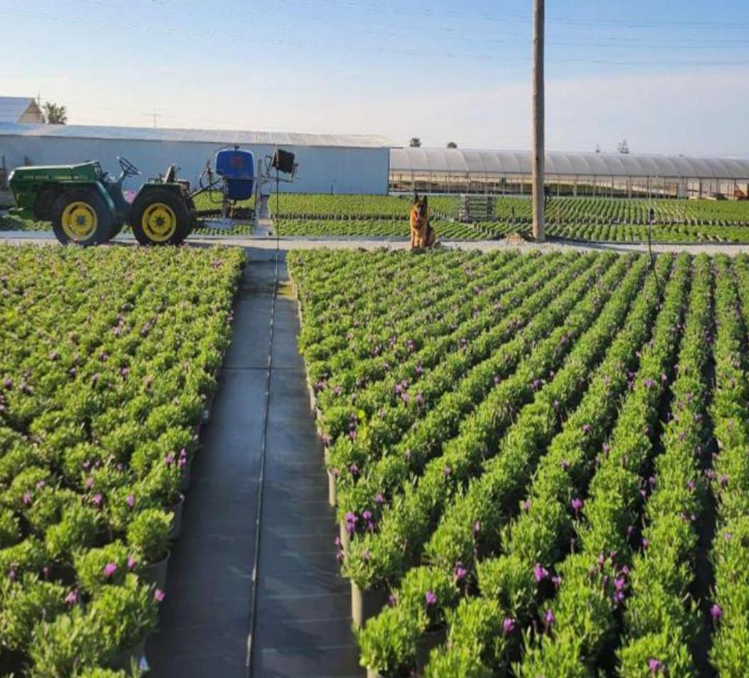 Itineraris agrícoles