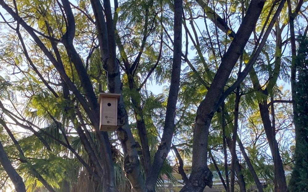 Caixa niu a un arbre
