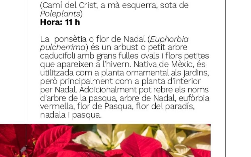 Visita comentada "El conreu de la ponsètia"