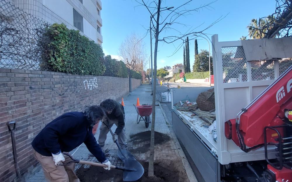 Replantació d'arbrat al carrer Santa Eulàlia