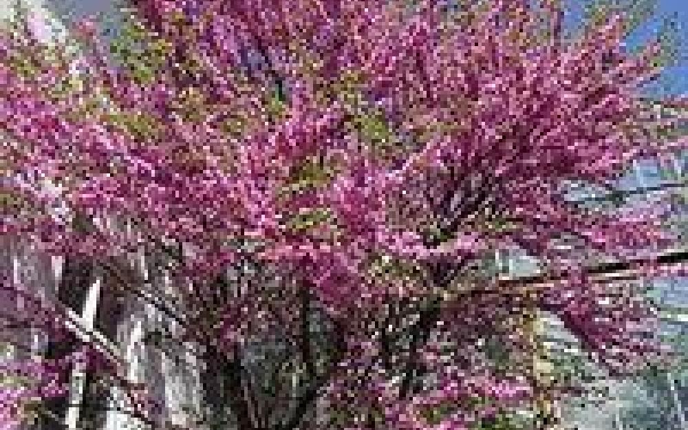 Cercis