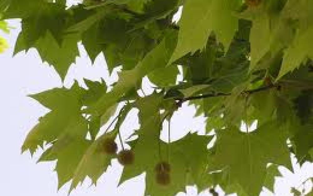 Platanus hispanica