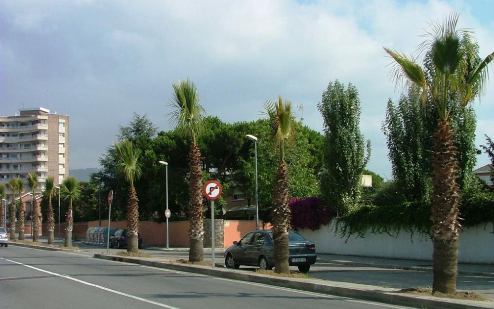 Palmeres carretera d'Argentona
