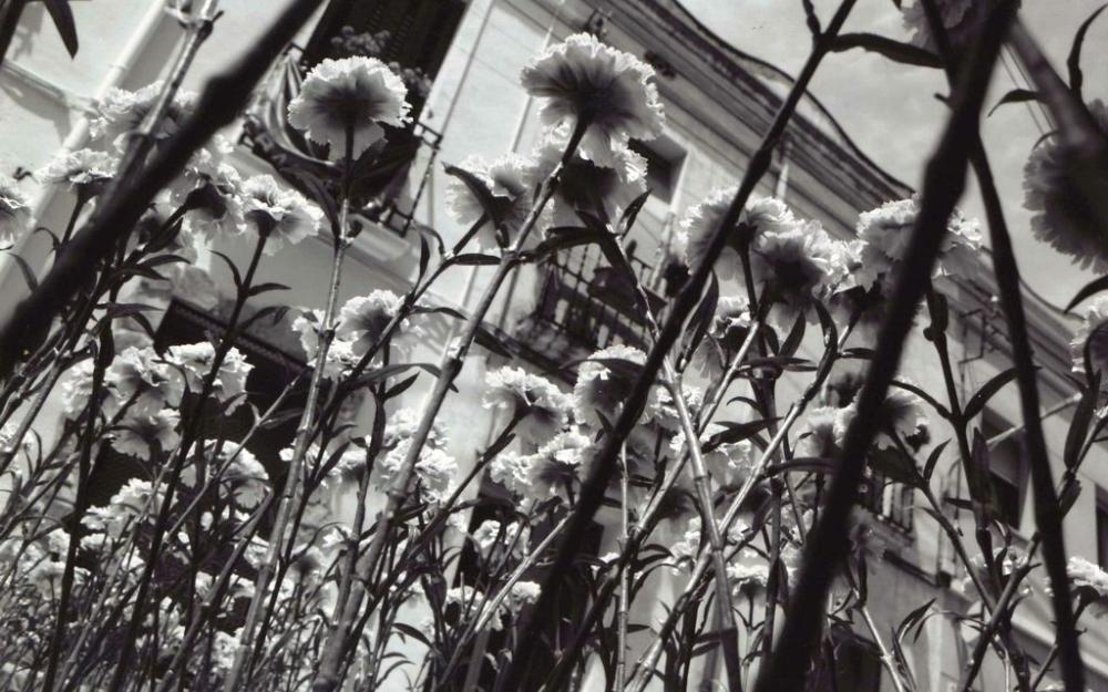 2n accèssit concurs fotos Mar de Flors09