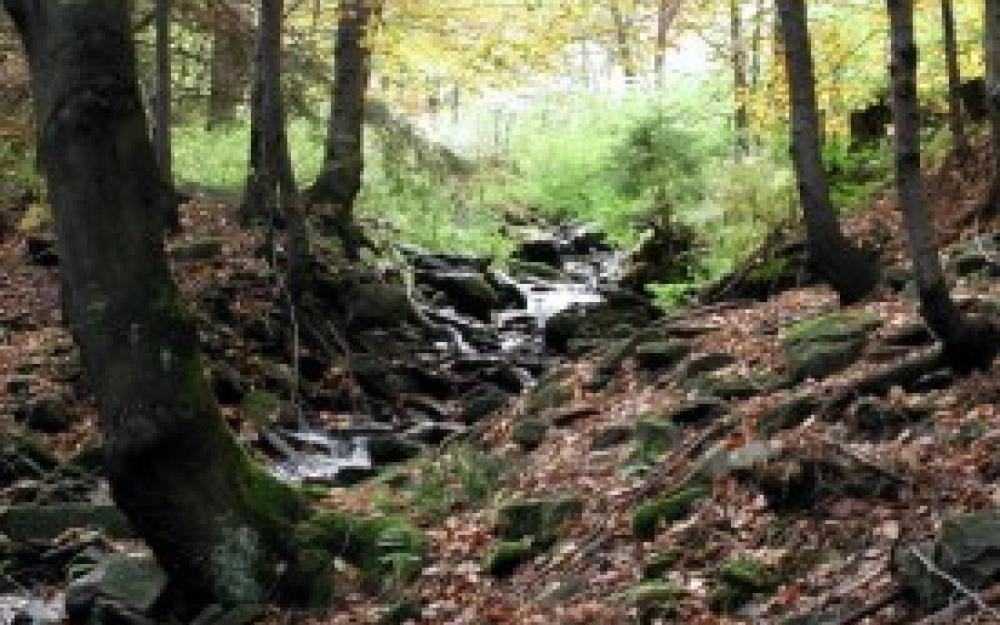 Bosc