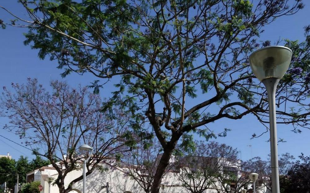 Jacaranda a la plaça can Nyol