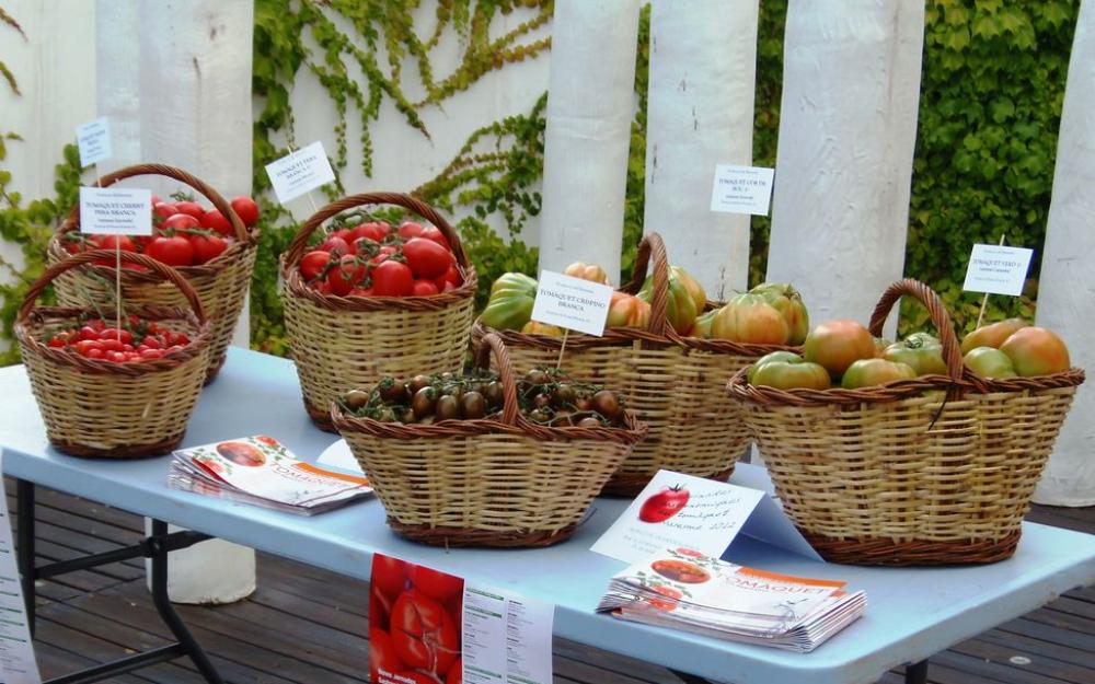 Varietats tomàquets