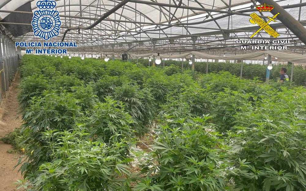 Foto plantació marihuana 