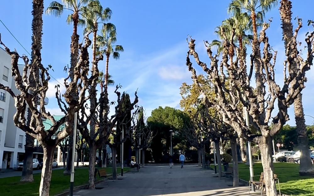 Arbres podats al Veral de l'Ocata