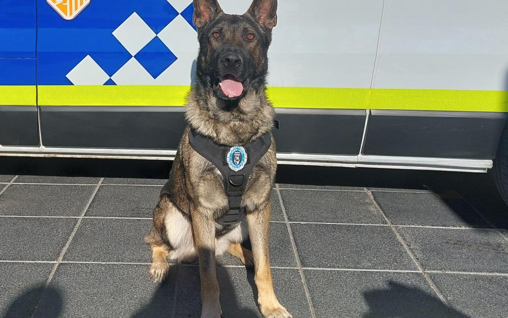 En K9, el pastor alemany que estrena la unitat canina de la Policia Local