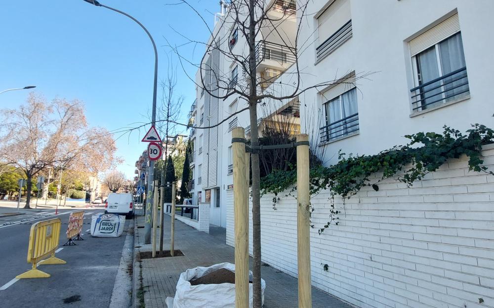 Replantació d'arbrat amb lledoners al carrer Santa Eulàlia