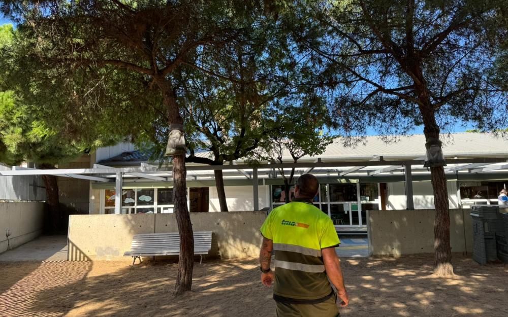 Revisió preventiva de l'arbrat dels patis escolars després de les ventades de dijous 23 d'octubre