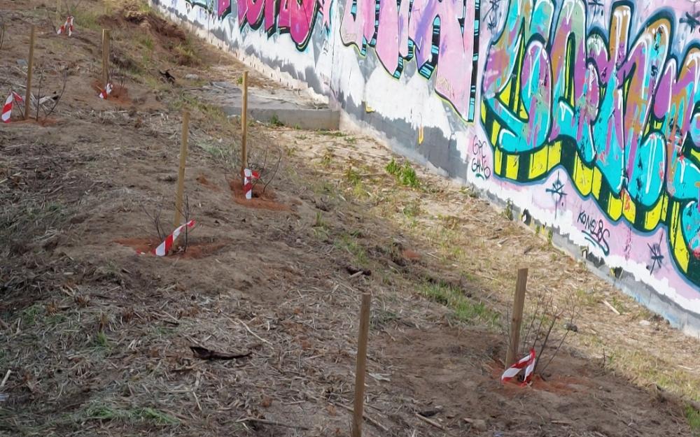 Alocs plantats a un tram de la Riera d'en Cintet