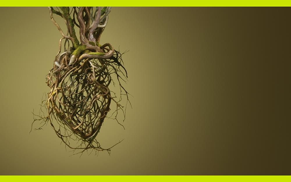 Exposició "Rodorera, un bosc"