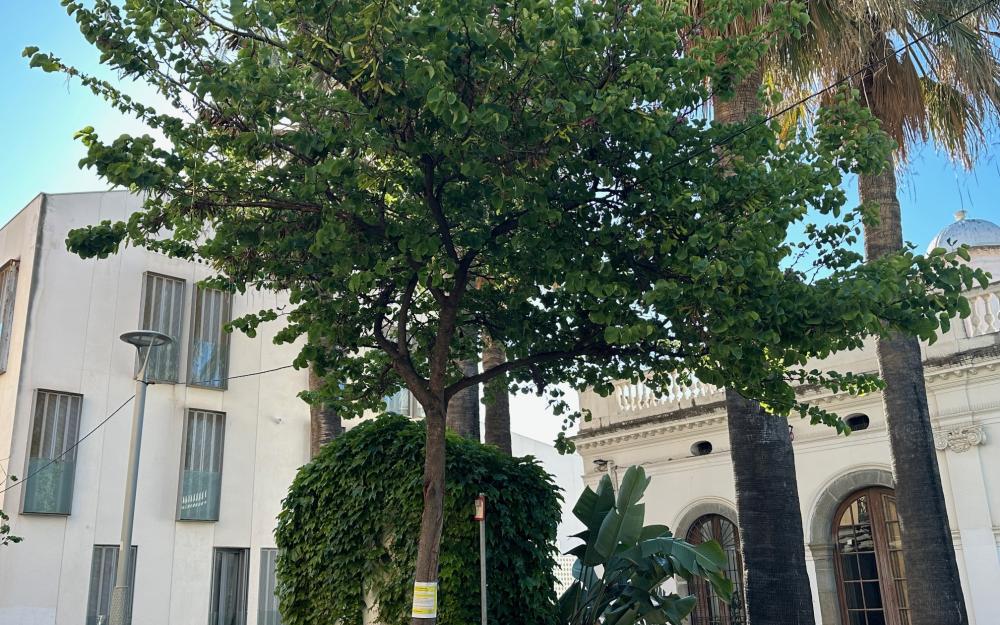 Arbre al carrer Montserrat
