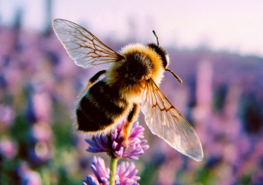 Conferència 'Veritats, mentides i curiositats de les abelles'