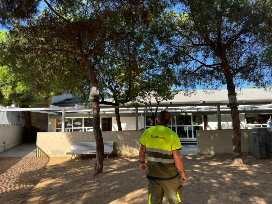 Revisió preventiva de l'arbrat dels patis escolars després de les ventades de dijous 23 d'octubre Revisió preventiva de l'arbrat dels patis escolars després de les ventades de dijous 23 d'octubre