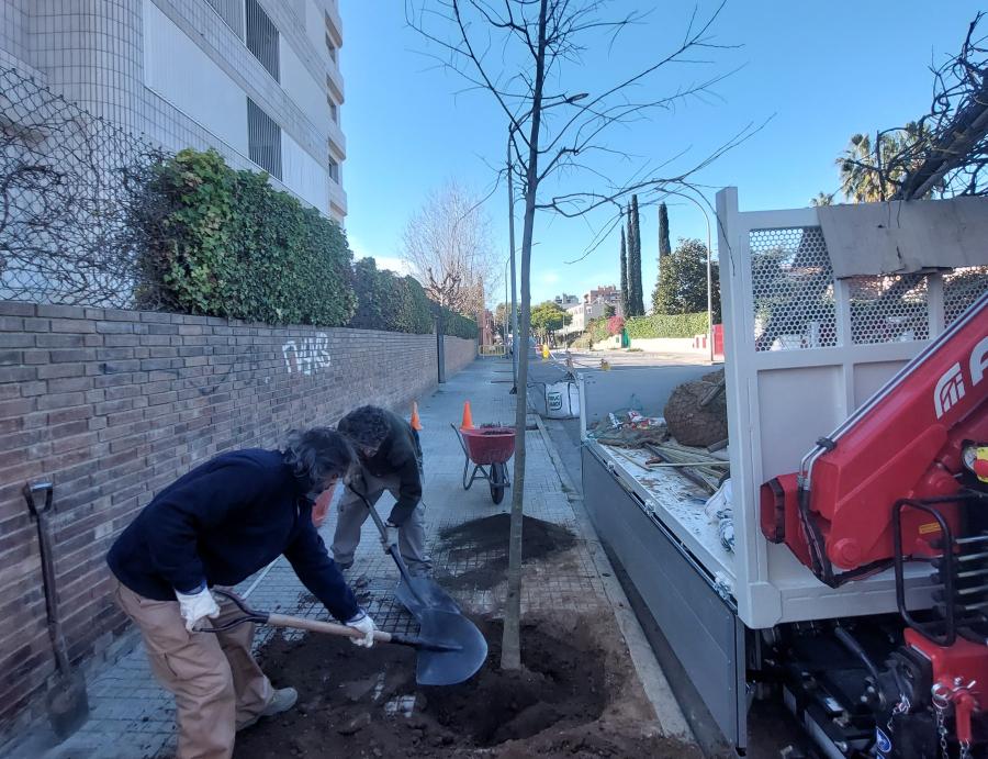Replantació d'arbrat al carrer Santa Eulàlia