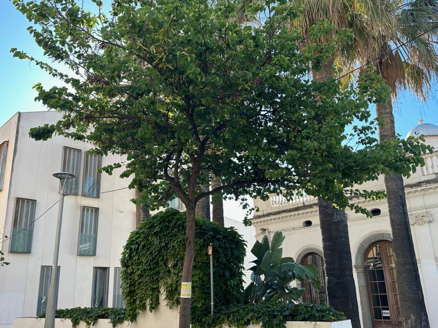 Arbre al carrer Montserrat
